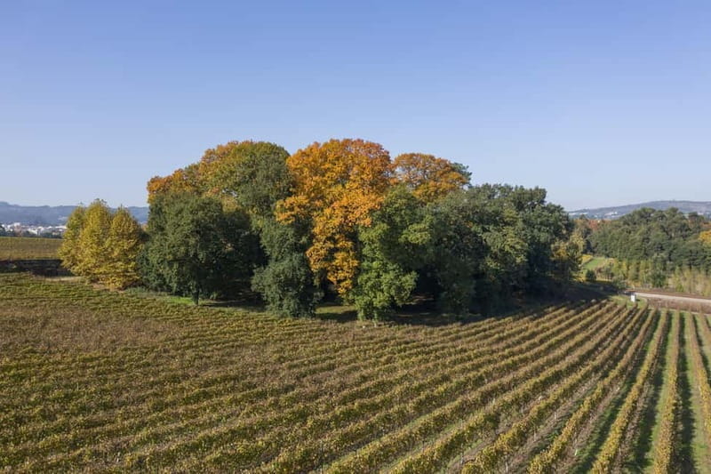 Porto: Qta da Aveleda Enchanted Gardens & Green Wine - An In-Depth Look at the Experience