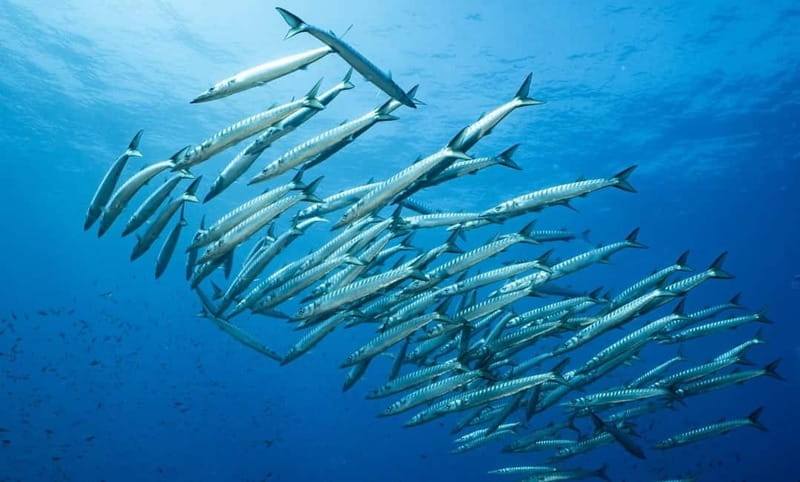 Portofino: scuba diving from Genoa - Price and Logistics: Making It Work for You