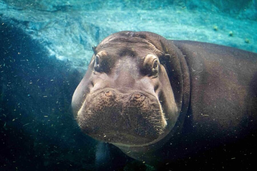 Prague Zoo: Skip-the-Line Entry Ticket - Animal Highlights: More Than Just Pretty Faces