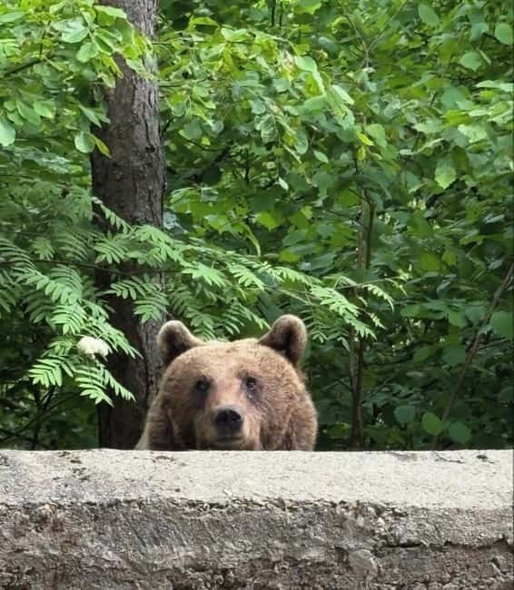 PREMIUM TOUR: Bears Safari on Transfagarasan Road - Who Will Love This Tour?