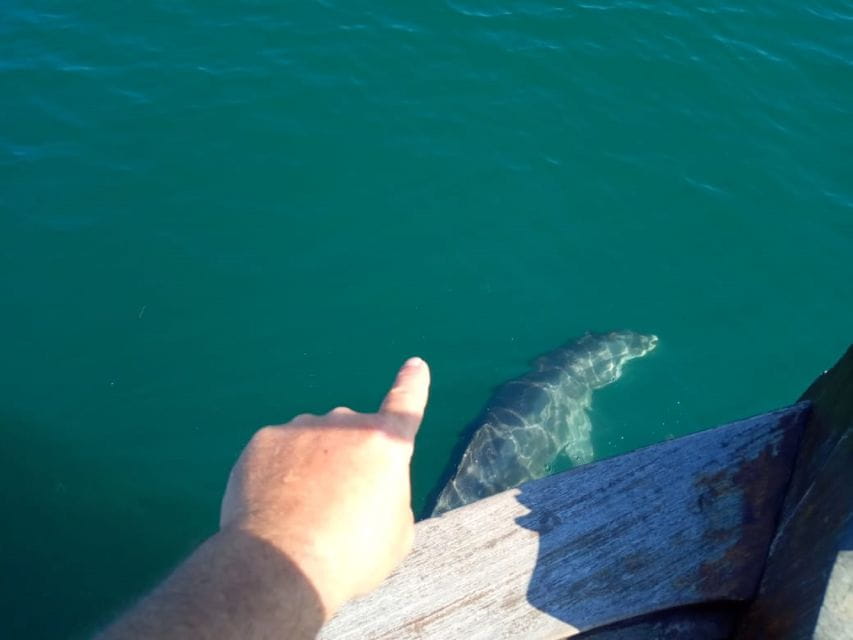 Preveza: Dolphin Watching Cruise with Lunch and Drinks - Exploring Preveza’s Dolphin-Watching Adventure