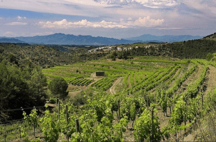 Priorat tour to 3 small wineries and hotel pick-up - Price and Logistics: What You Need to Know