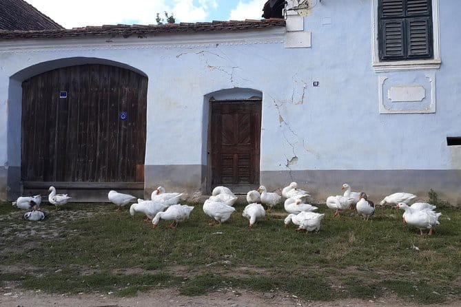 Private Day Tour Sighisoara and Viscri from Brasov with Hotel Pick Up/ Drop Off - Exploring Sighisoara’s Medieval Citadel