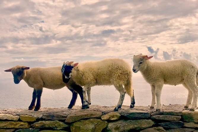 Private Dingle and Slea Head - Frequently Asked Questions