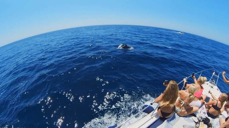 PRIVATE DOLPHIN WATCHING SUNSEEKER WITH DRINKS ON FUENGIROLA - What to Expect During the Tour
