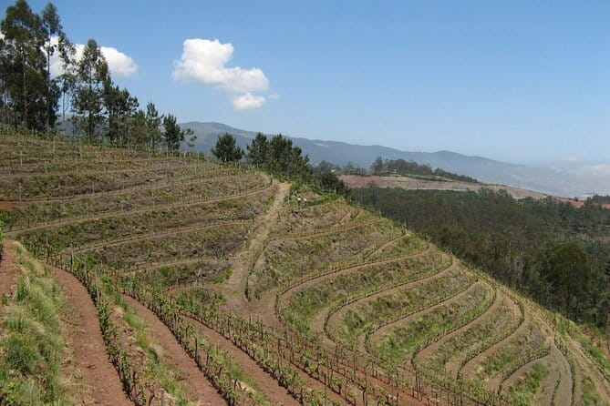Private Half-Day Tour of Wine Fields in Portugal - Who Would Love This Tour?