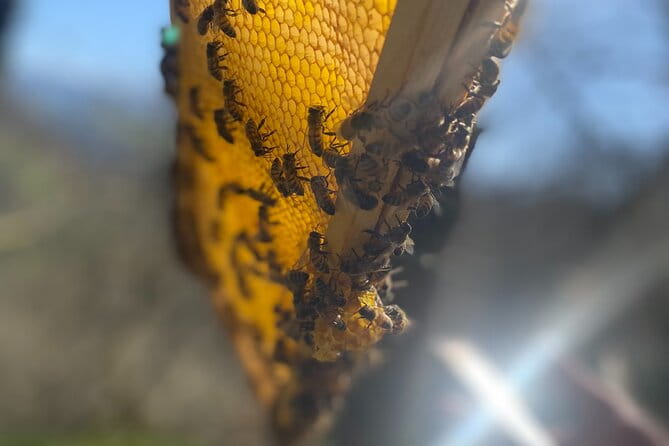 Private Mead Taste Experience in Lourdes - Final Thoughts