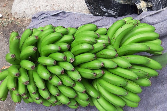 Private Tour of Banana Farm from Funchal - Who Should Book This Tour?