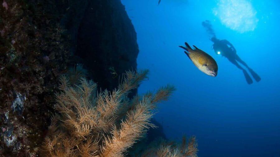 Private tour | Ponta de São Lourenço (Scuba & Snorkeling) - The Best Fit for Your Trip