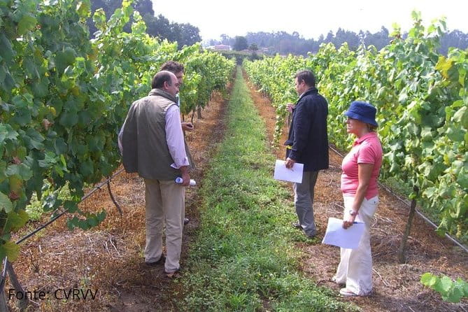 Private Tour to Melgaço and Monção, the heart of the Alvarinho region - Wineries and Wine Tasting: The Heart of the Tour