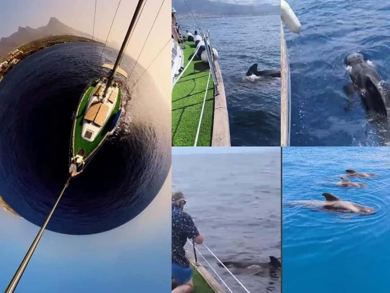 Private Whales & Dolphins Excursion: for you exclusively! - Wildlife Watching: Dolphins and Whales in Their Element