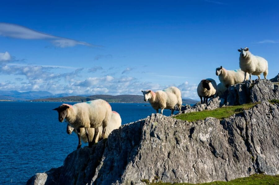 Private Wild Atlantic Day Tour from Cork - Exploring the Wild Atlantic Way in Comfort and Style