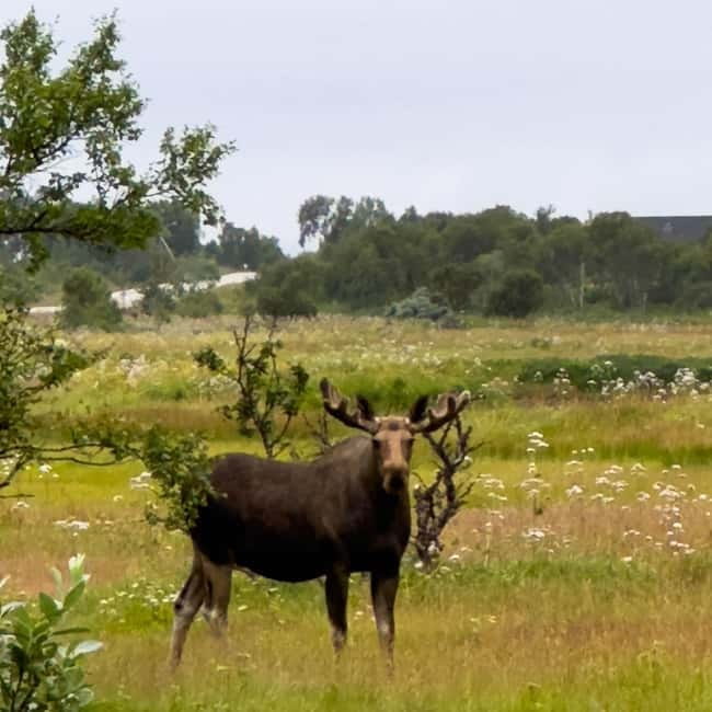 Private Wildlife Moose Photo Safari in Vesteralen - The Detailed Itinerary: From Pickups to Scenic Stops