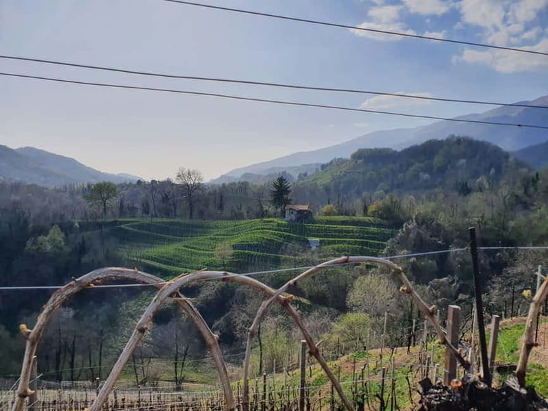 Prosecco Hills Conegliano Valdobbiadene Wine Tour - Visiting Iconic Vineyards and Wineries