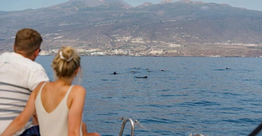 Puerto Colon: Whale and Dolphin Watching Yacht Trip - Practical Tips for Your Trip