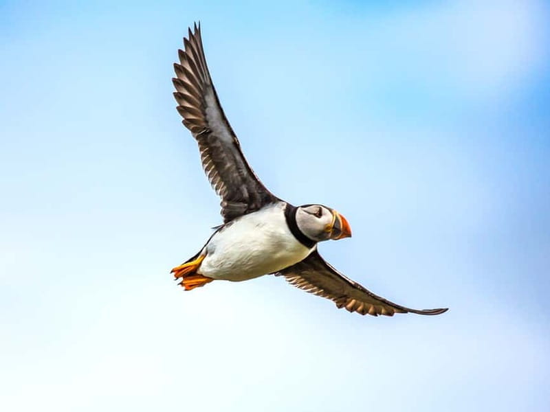 Puffin Watching Yacht Cruise from Downtown Reykjavík - Exploring the Puffin Watching Yacht Cruise in Detail