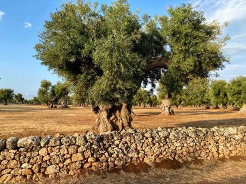 Puglia: Olive Oil Tasting Experience with Olive Grove Walk - Who This Tour Is Best For