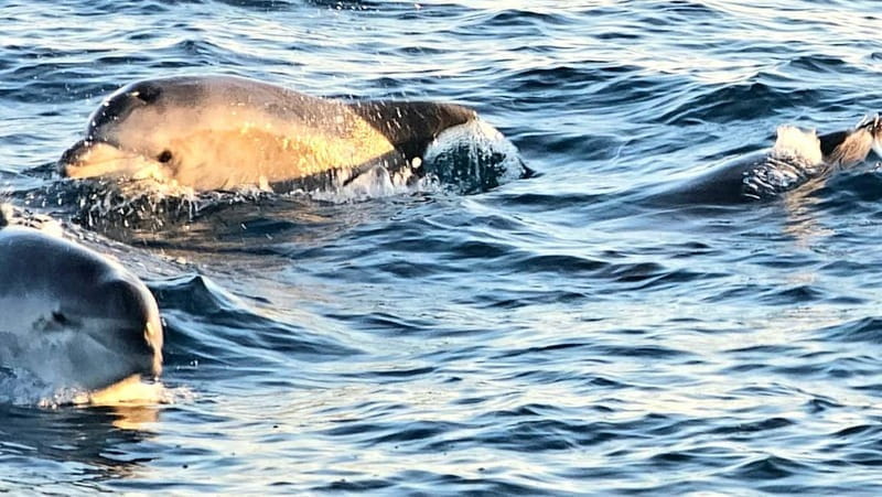 Pula: Brijuni National Park Dolphin Watching Tour w/Dinner - Final Thoughts: Who Should Book This Tour?