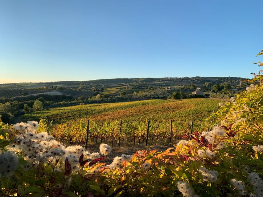 Raise a Glass: Exclusive Wine Experiences Near Orvieto - The Experience in Detail: What to Expect