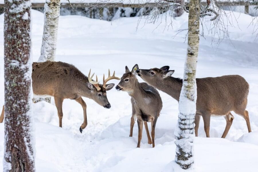 Ranua: Wildlife Park Entrance Ticket - Highlight: Finland’s Only Polar Bear