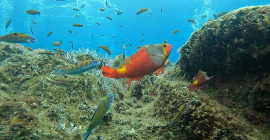 Reef Fish Watching - Why This Tour Stands Out in Madeira