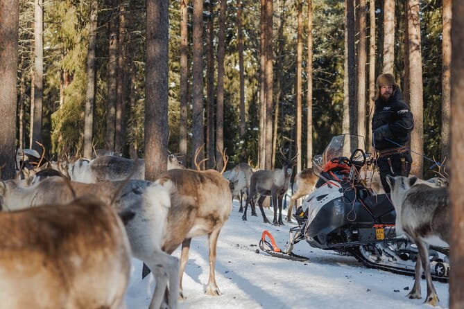 Reindeer Experience with Sledge Ride - Transport and Logistics: Making It Easy