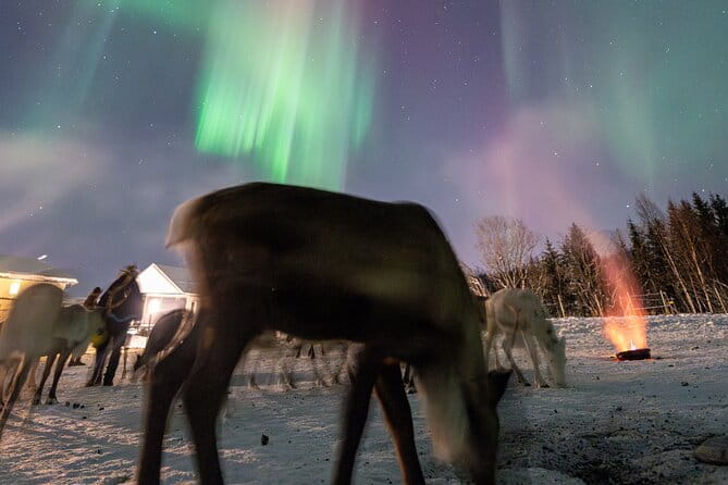 Reindeer Feeding and Sledding, Sami Storytelling Night Tour - Who Will Love This Tour?