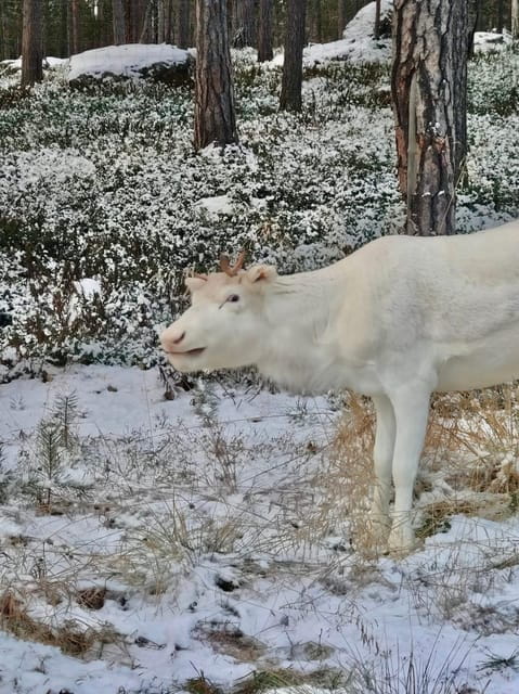 Reindeer feeding in Inari - The Significance of Reindeer Feeding and Sami Culture