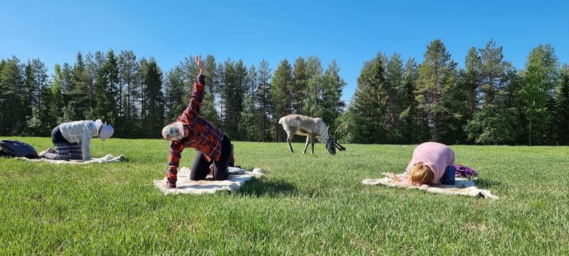 Reindeer yoga in Kuusamo - The Bottom Line