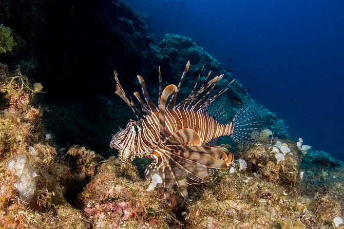 Research diving with a Marine Biologist in Crete - A Unique Citizen Science Approach