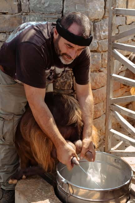 Rethymno: Shepherd For A Day - Sheep Milking: A Hands-On Introduction
