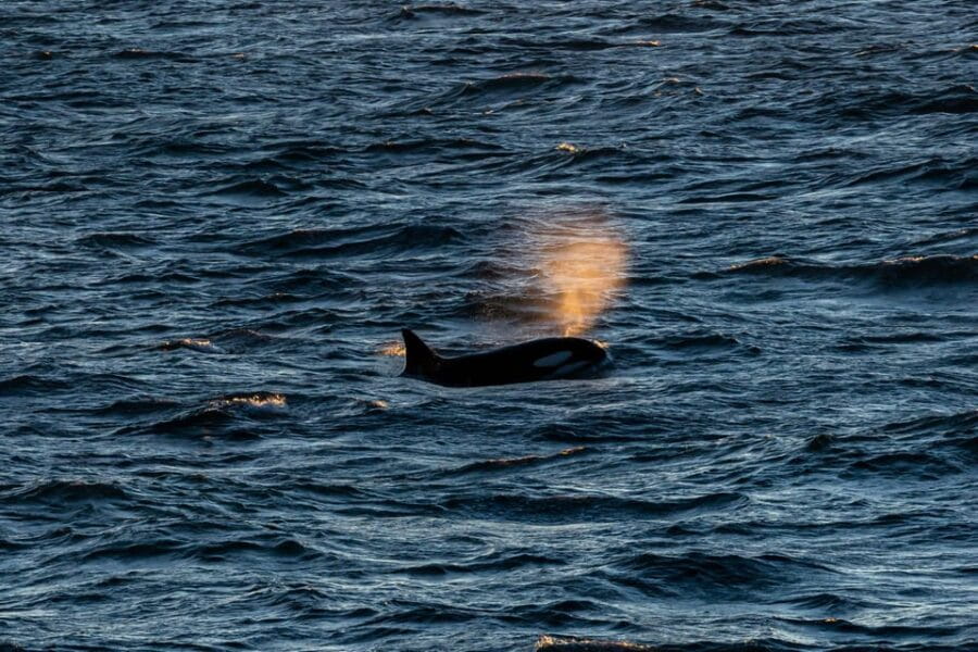 Reykjavik: 9pm Whale Watching Cruise in the Arctic Sun - Who Should Consider This Experience?