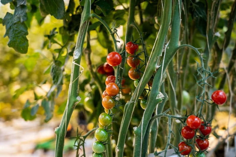 Reykjavik: Full-Day Golden Circle & Geothermal Greenhouse - Who Is This Tour Best For?