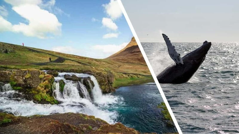 Reykjavik: Snæfellsnes Peninsula & Whale Watching Tour - FAQ