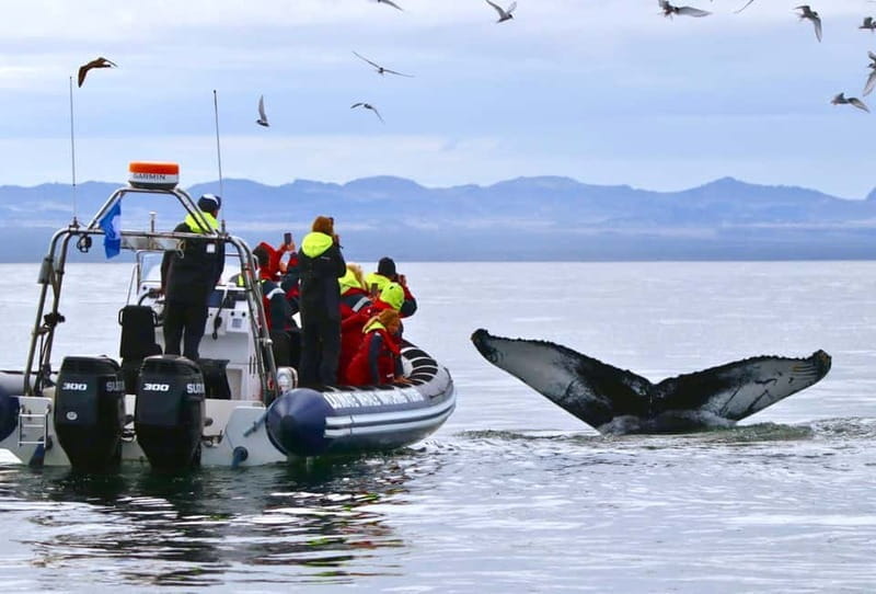 Reykjavik: Whale and Puffin Watching RIB Boat Tour - What to Expect on This 2-Hour Tour