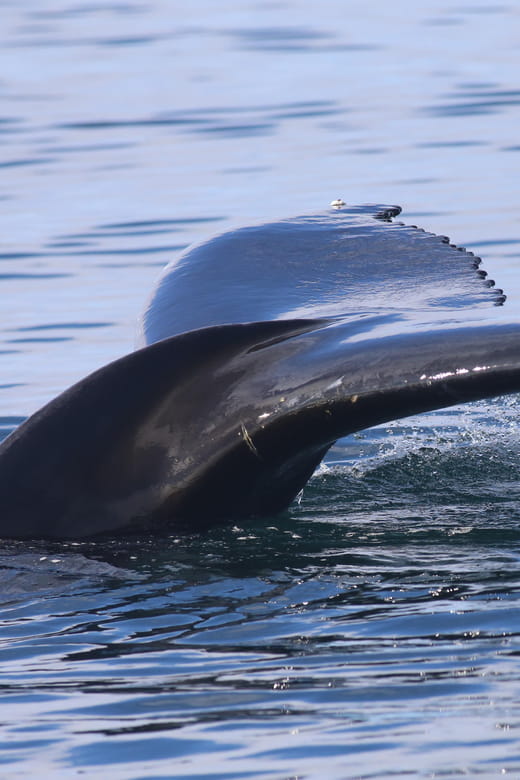 Reykjavik: Whale Watching Morning Expedition - The Marine Wildlife: Real Encounters and Chances