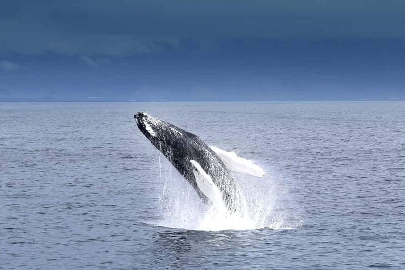 Reykjavik: Whale Watching Tour with Expert Guide - The Itinerary in Detail: What to Expect