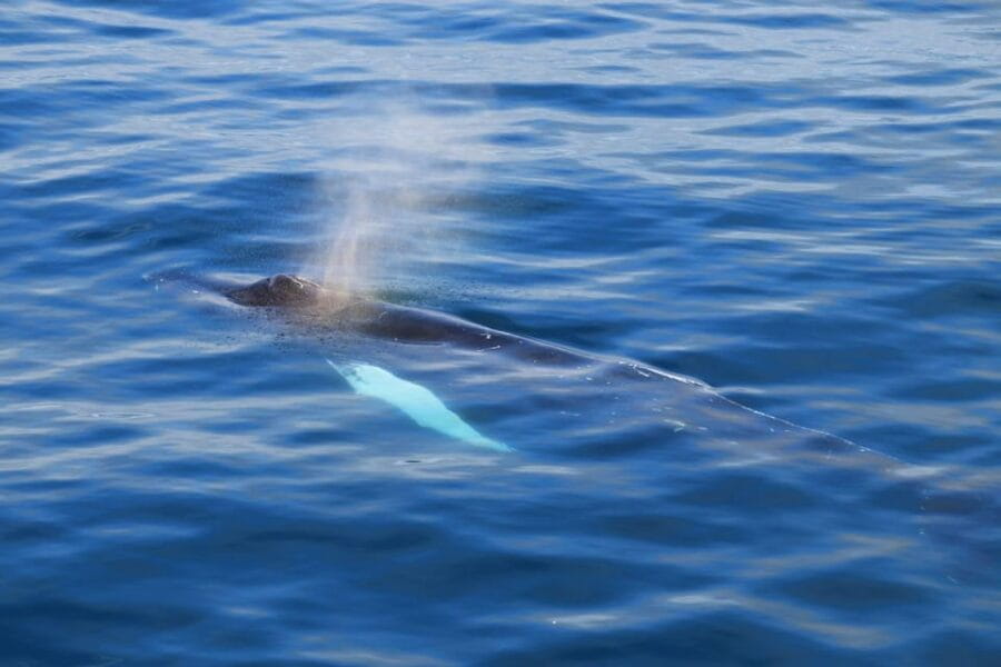 Reykjavik: Whale Watching Tour with Express Option - Who Will Love This Tour?