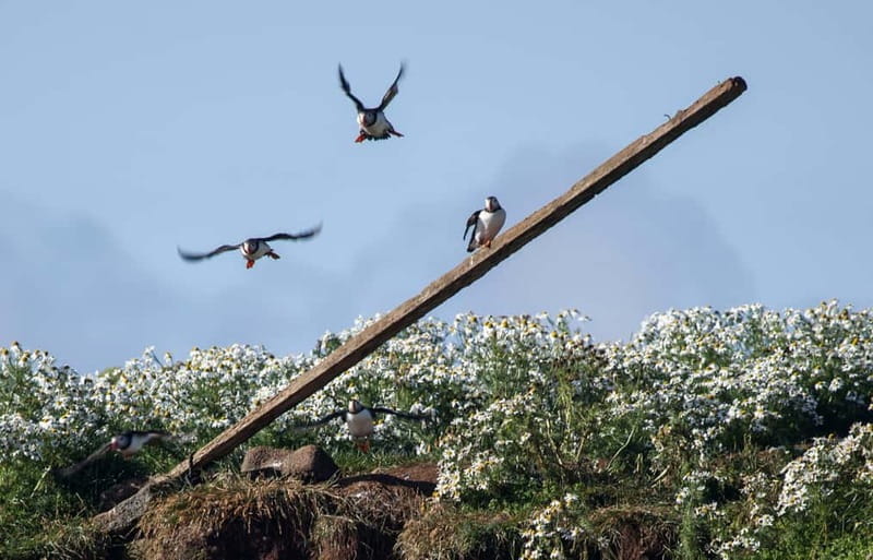 Reykjavik: Whales and Puffins Express Cruise Combo Tour - The practicality of the tour: logistics, duration, and value