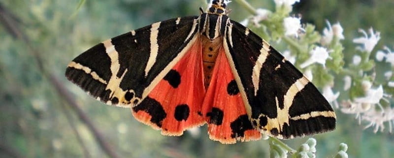 Rhodes: Butterfly Valley and Filerimos Hill Bus Trip - Valley of the Butterflies: Nature’s Quiet Marvel