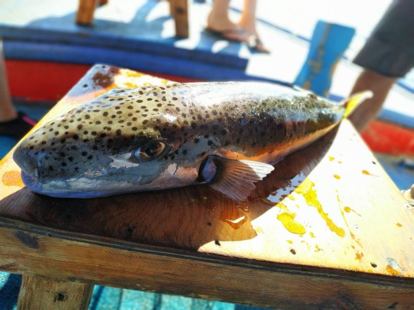 Rhodes Town: Fishing Boat Trip with Fish Meal and Swim Stops - Starting Point: Mandraki Harbor and Easy Access