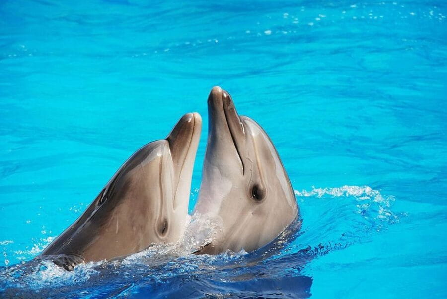 Riccione: Oltremare Park Entrance Ticket - FAQ