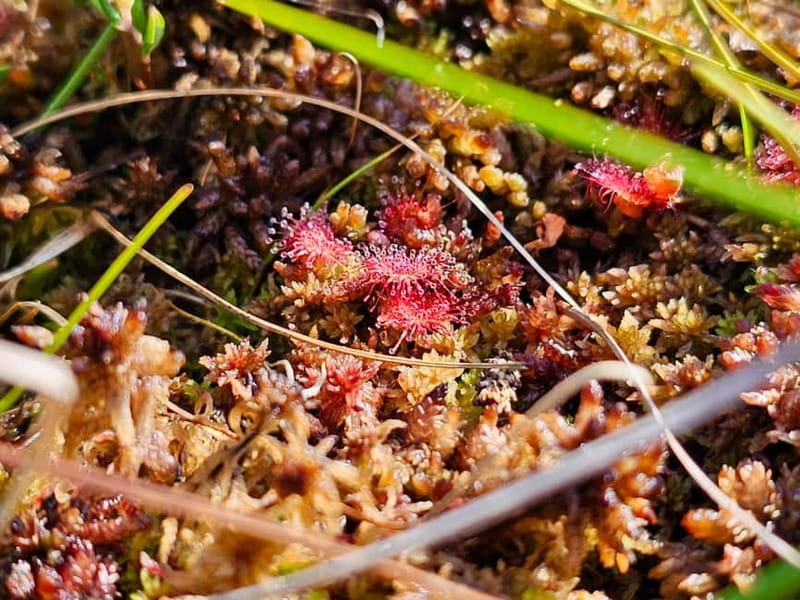 Riga: Best of Kemeri National Park In One Day - Who Should Book This Tour?