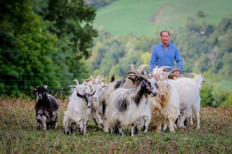 Rimini: San Leo Cashmere Farm Experience - Who is This Tour Perfect For?