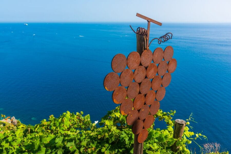 Riomaggiore: Vineyard & Wine Cellar Tour with Wine Tasting - The Vineyard and Cellar: A Closer Look
