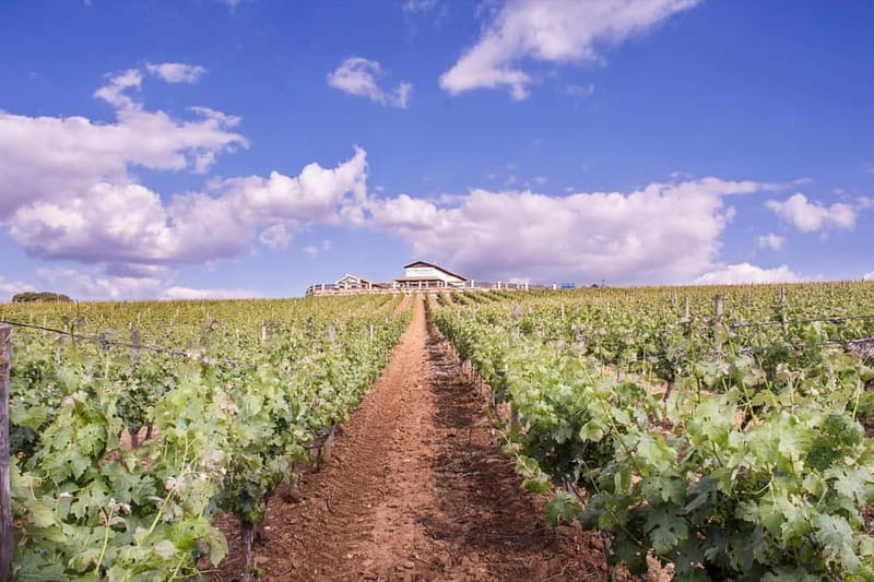 Ronda: Winery Tour with Wine Tasting and Tapas - The Tasting and Tapas Experience