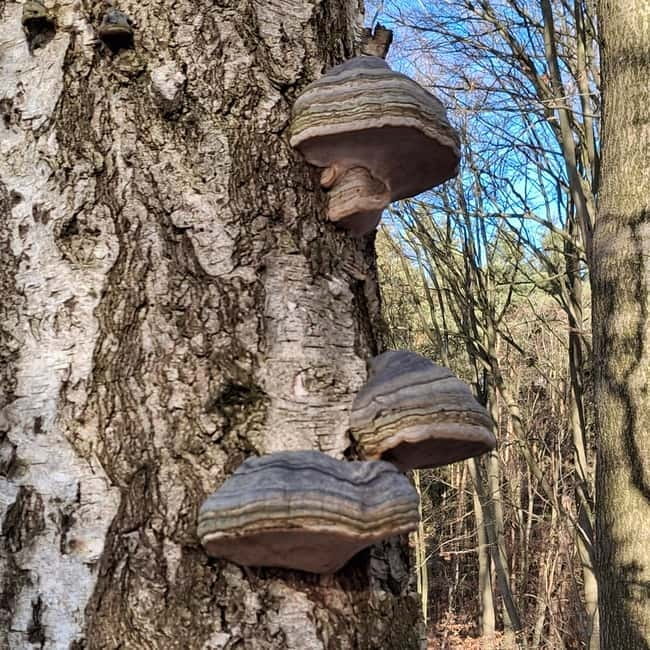 Rotenburg an der Fulda: Forest bathing with a certified guide - What to Expect During the Forest Bathing Session