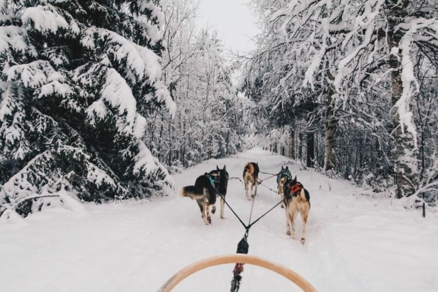 Rovaniemi: Apukka Husky Adventure - The Sled Ride: A Heart-Pumping Arctic Safari