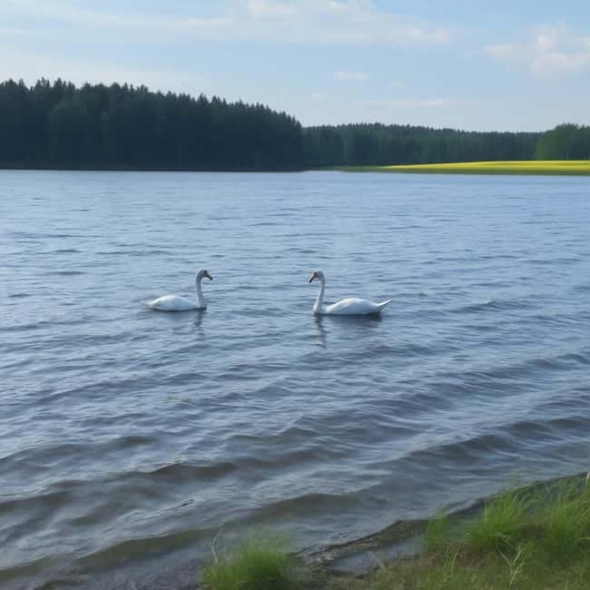 Rovaniemi: Arctic Birdwatching Tour - Practicalities and Tips for a Smooth Experience