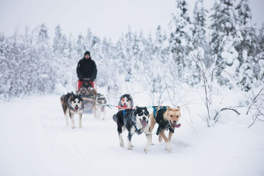 Rovaniemi: Arctic Circle Long Trail Husky Adventure - The Authenticity and Educational Value of the Experience
